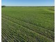 Billandrie West, Pallamallawa NSW 2399