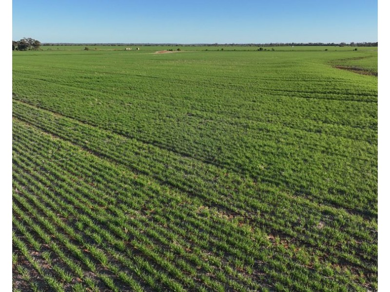 Billandrie West, Pallamallawa NSW 2399