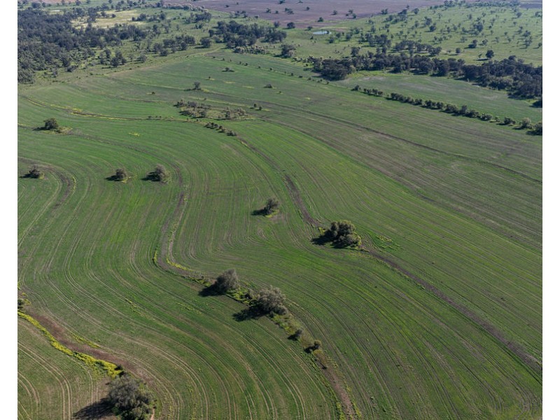 Gurley NSW 2398