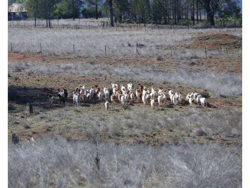 Renovo, Bingara NSW 2404