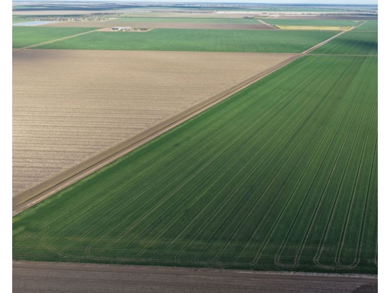 Auburn, Spring Plains NSW 2388