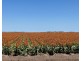 Auburn, Spring Plains NSW 2388