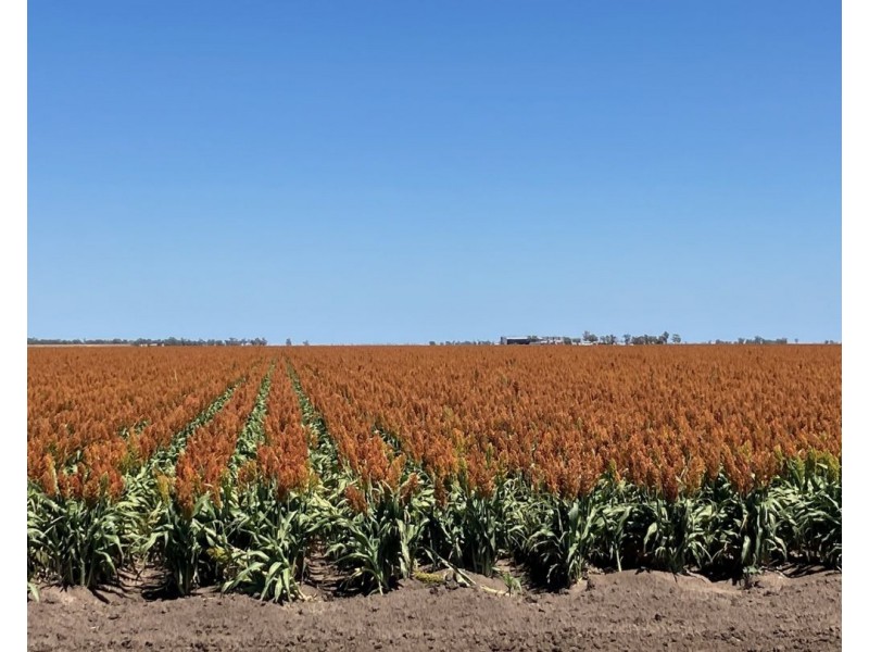 Auburn, Spring Plains NSW 2388