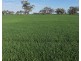 Auburn, Spring Plains NSW 2388