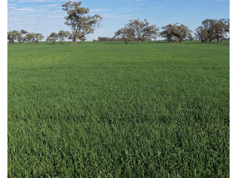 Auburn, Spring Plains NSW 2388