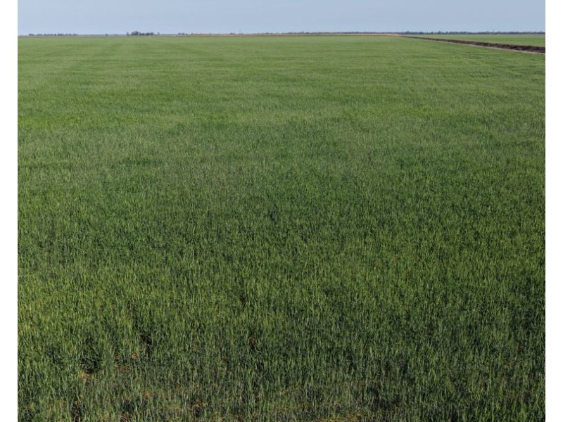 Auburn, Spring Plains NSW 2388