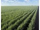 Auburn, Spring Plains NSW 2388