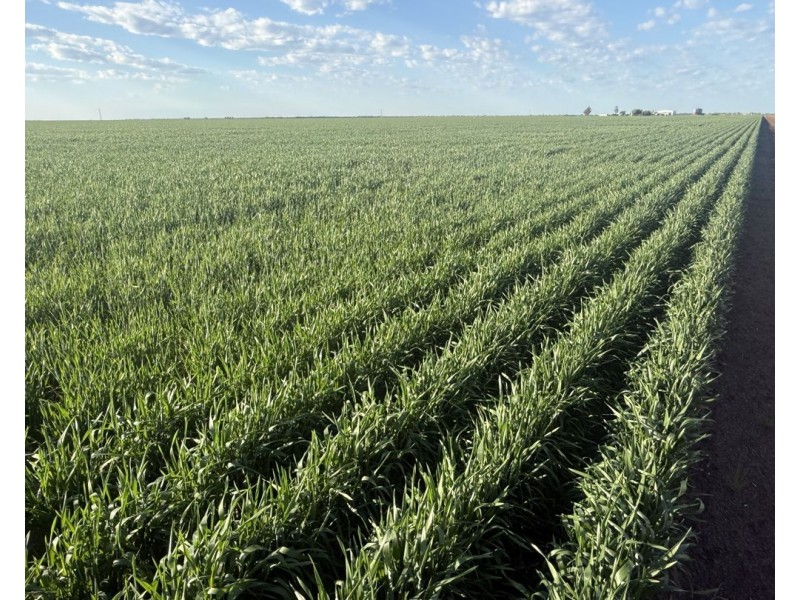 Auburn, Spring Plains NSW 2388