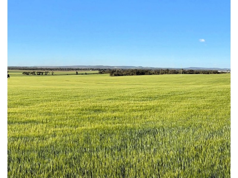 Binneguy Station, Biniguy NSW 2399