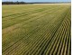Binneguy Station, Biniguy NSW 2399