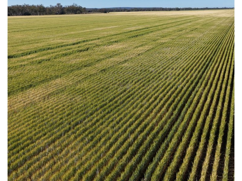 Binneguy Station, Biniguy NSW 2399