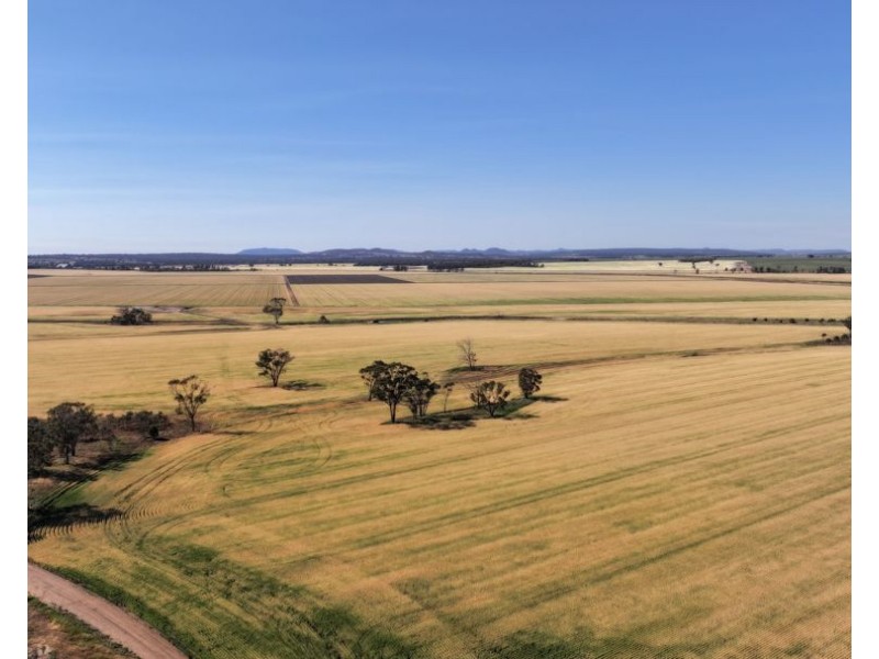 Binneguy Station, Biniguy NSW 2399