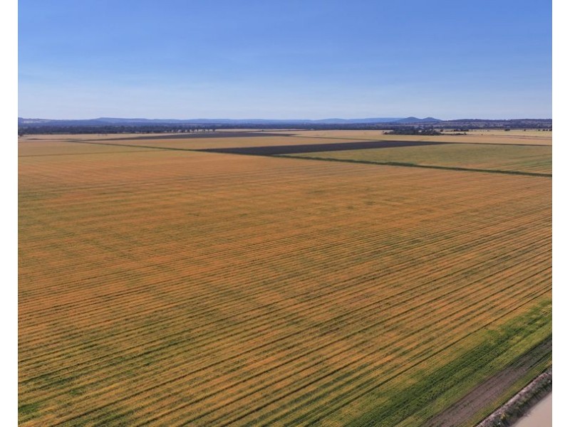 Binneguy Station, Biniguy NSW 2399