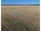 Binneguy Station, Biniguy NSW 2399
