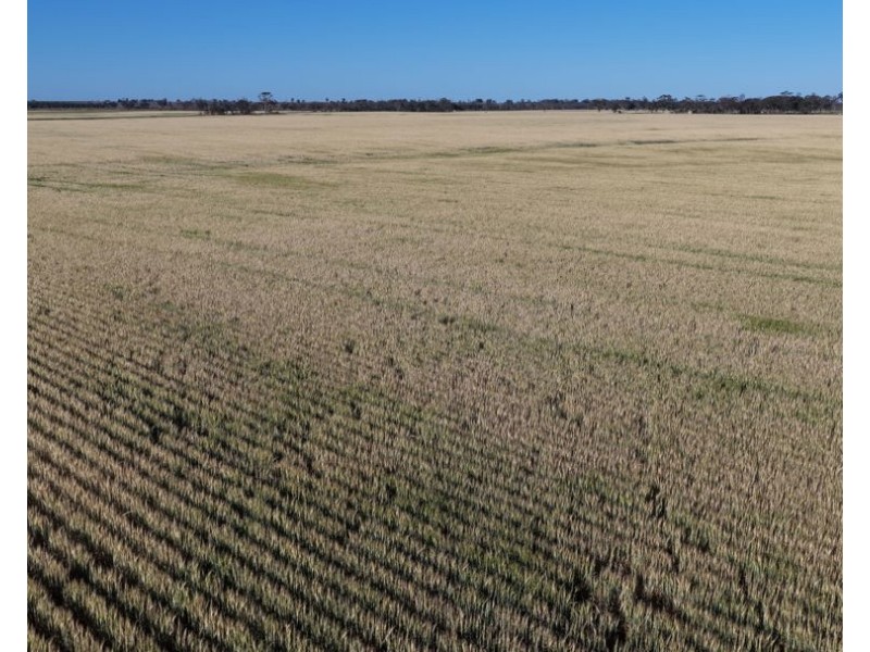 Binneguy Station, Biniguy NSW 2399