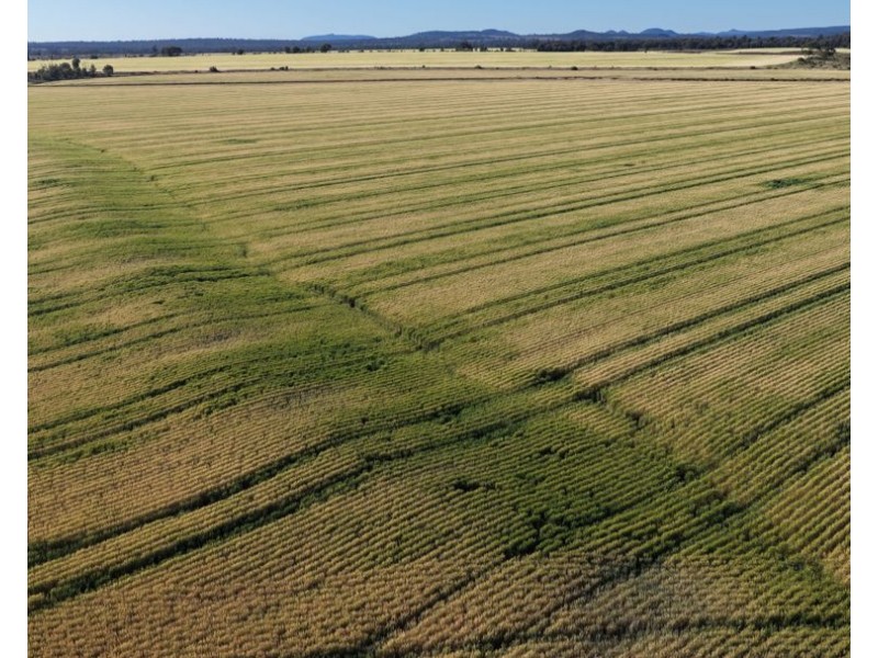 Binneguy Station, Biniguy NSW 2399