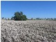 ‘ COCOMO’, Moree NSW 2400