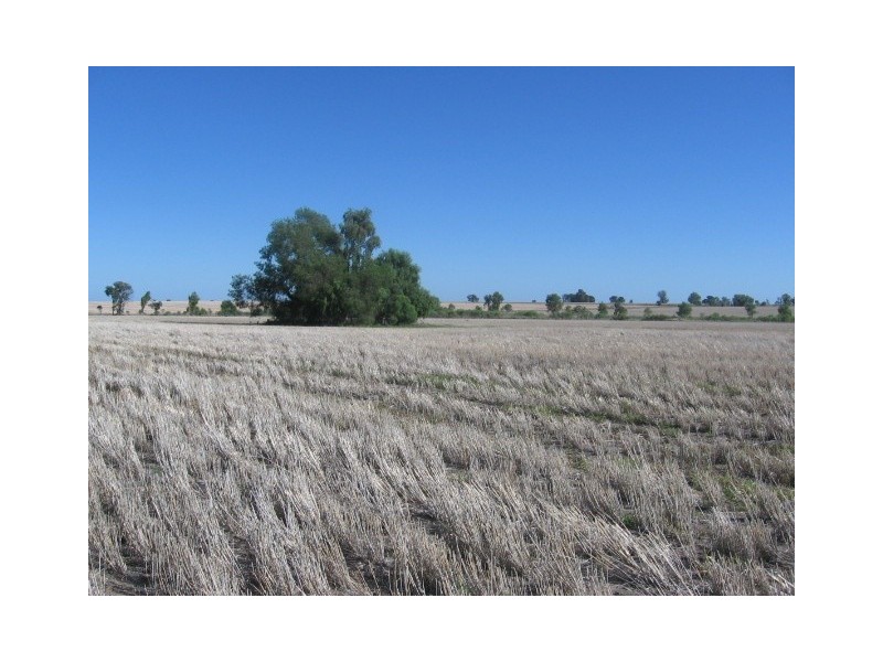‘ COCOMO’, Moree NSW 2400