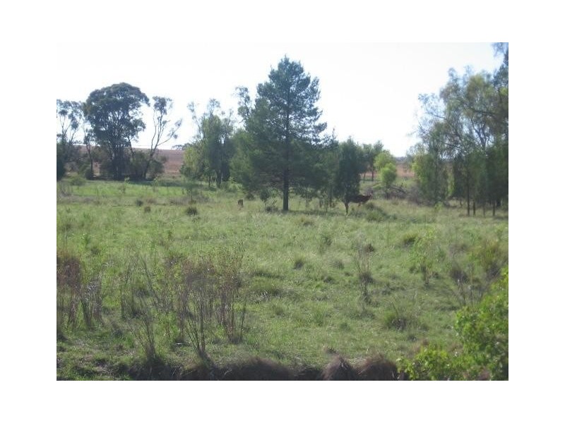 ‘ COCOMO’, Moree NSW 2400