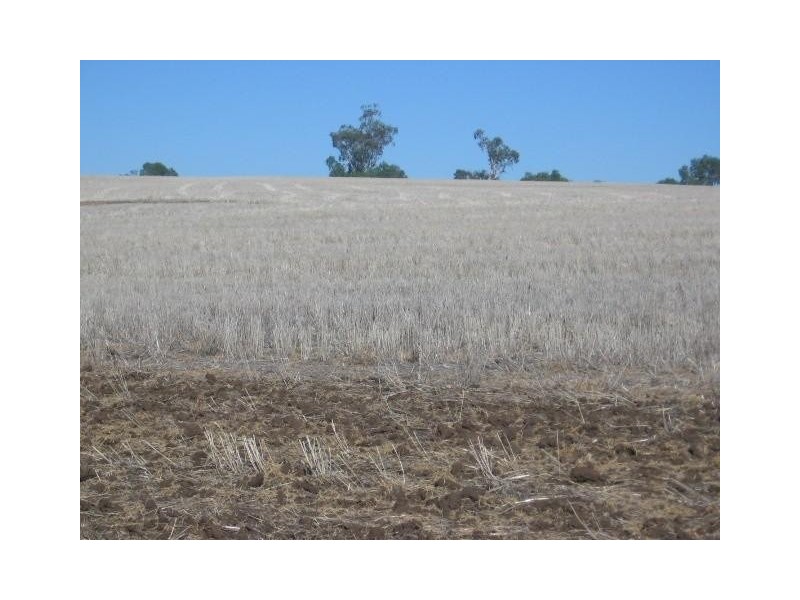 ‘ COCOMO’, Moree NSW 2400