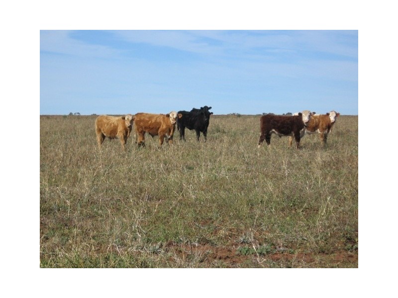 Pallamallawa NSW 2399