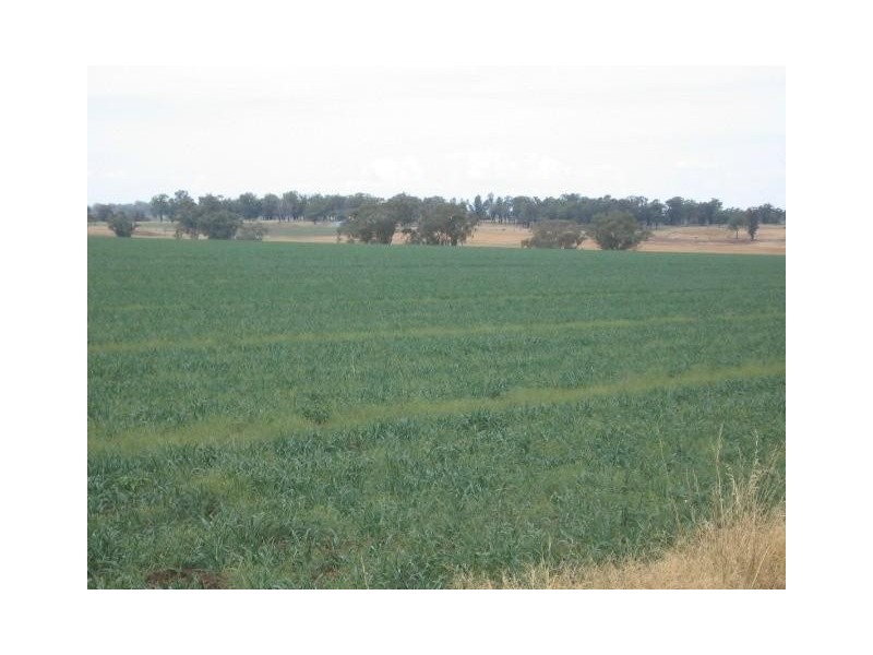 ‘ ‘SWINTON’, Delungra NSW 2403