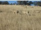 Delungra NSW 2403