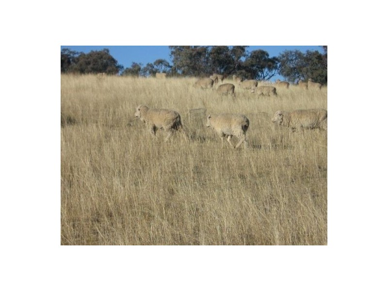 Delungra NSW 2403