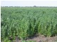 Moree NSW 2400