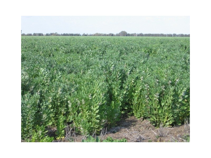Moree NSW 2400