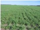 Moree NSW 2400
