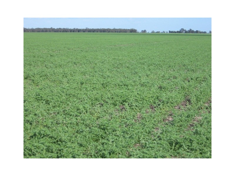 Moree NSW 2400
