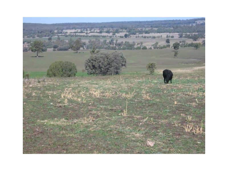 ‘ BRAYLEE’, Moree NSW 2400