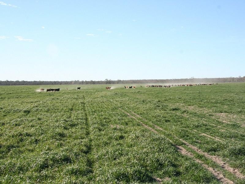 Walgett NSW 2832