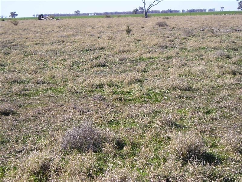 ‘ BONNIE DOON & IVANOE’, Collarenebri NSW 2833