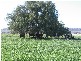 ‘ WESTHOLME’, Warialda NSW 2402