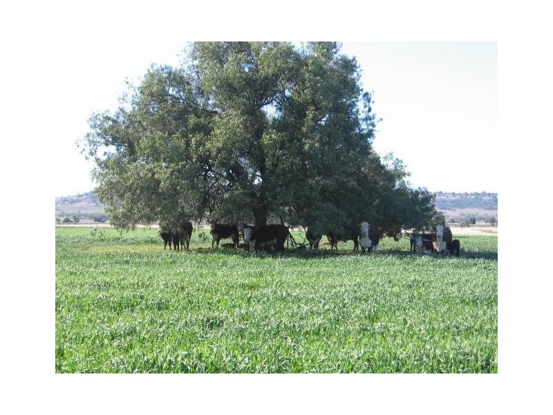 ‘ WESTHOLME’, Warialda NSW 2402