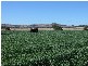 ‘ WESTHOLME’, Warialda NSW 2402