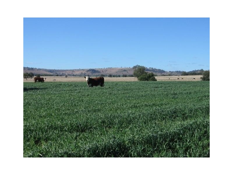 ‘ WESTHOLME’, Warialda NSW 2402