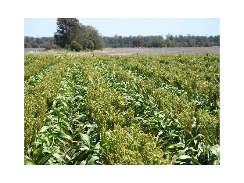 Croppa Creek NSW 2411