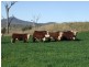 Bingara NSW 2404