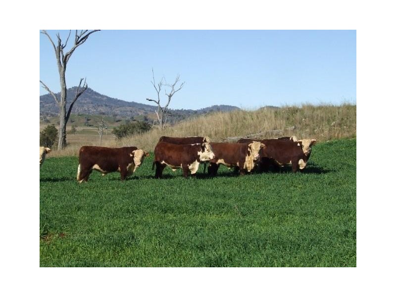 Bingara NSW 2404