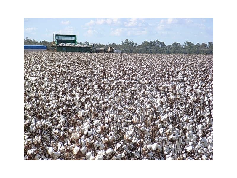 “Glen Prairie” Aggregation, Moree NSW 2400