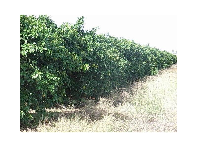 “Glen Prairie” Aggregation, Moree NSW 2400