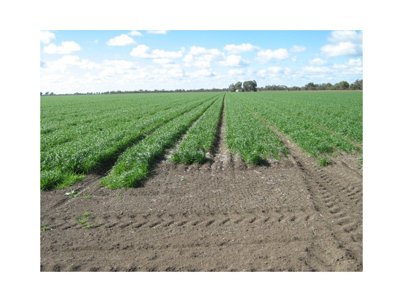 Burren Junction NSW 2386