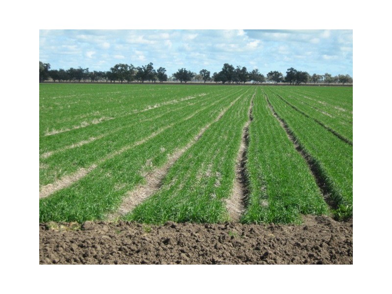 Burren Junction NSW 2386