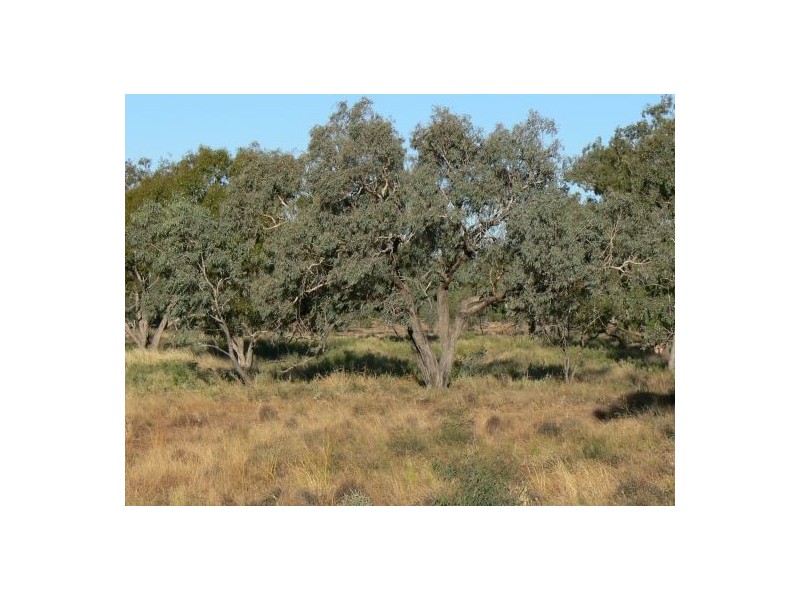 Moordale, Walgett NSW 2832