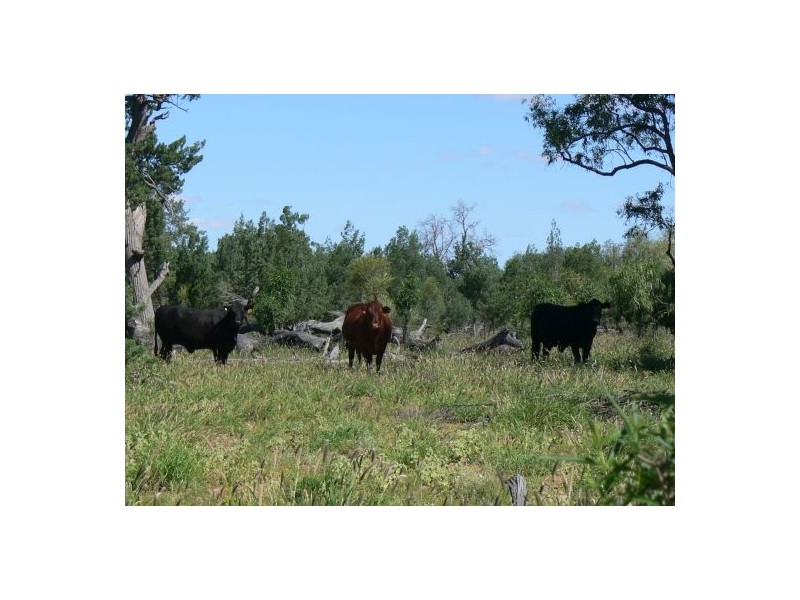 Moordale, Walgett NSW 2832