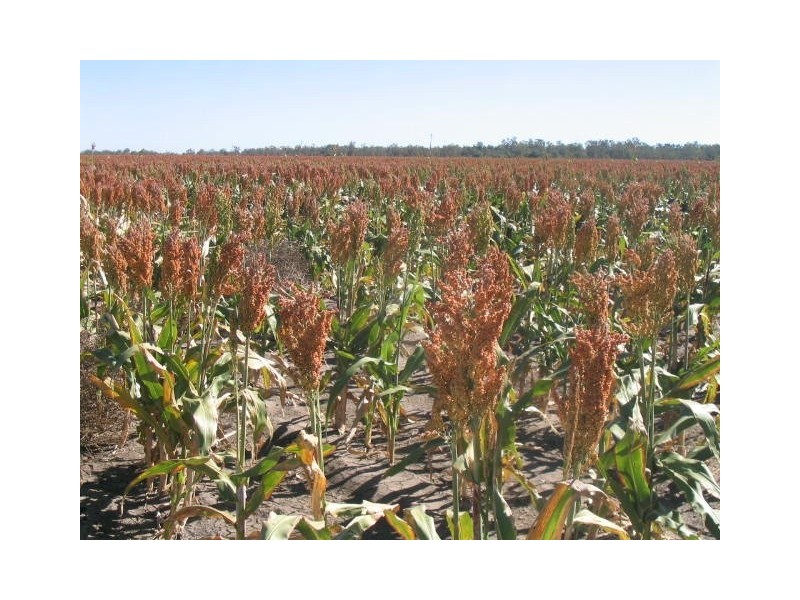 “OLD YARRAWA”, Mungindi NSW 2406