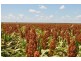 Moree NSW 2400